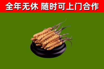 和平回收散虫草