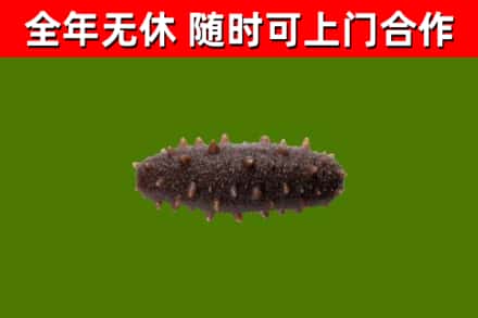 和平回收海参干